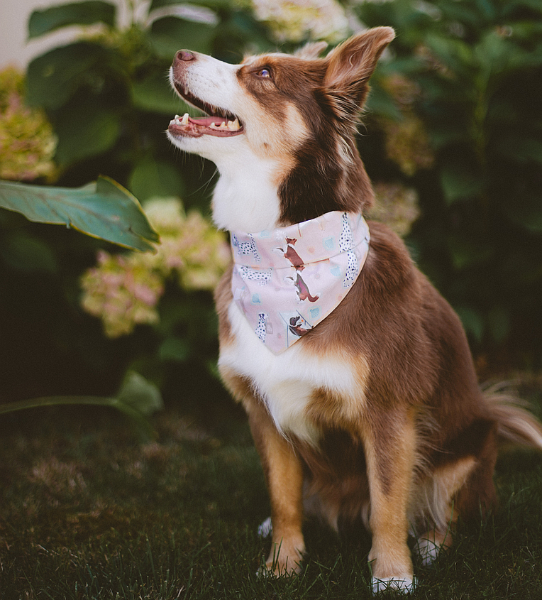 Bandana pour chien Le Pois pétrole